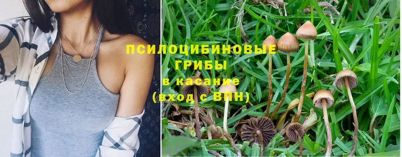 купить  сайты  Скопин  Псилоцибиновые грибы Psilocybe 